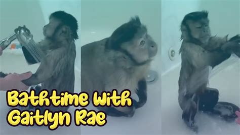 Discover channel profile, estimated earnings, video views, daily data tracking and more. . What is the story of gaitlyn rae monkey